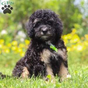 Benji, Mini Bernedoodle Puppy